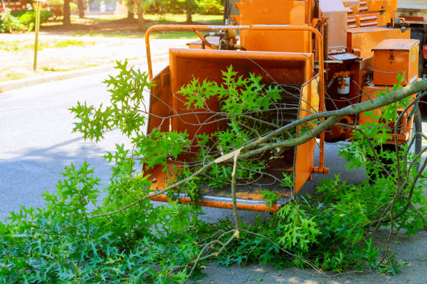 Ozark, AR Tree Care Services Company